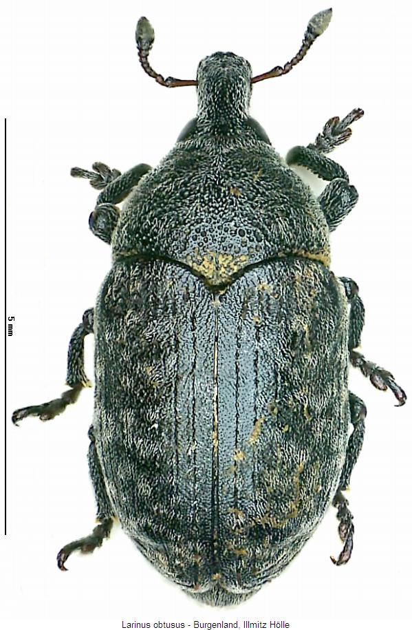 larinus_obtusus_hab.jpg
