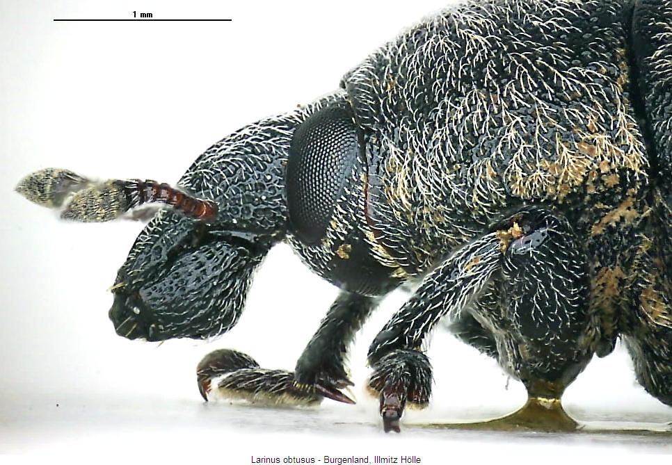 larinus_obtusus_sa.jpg