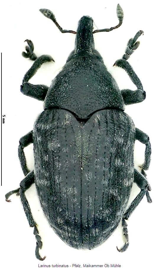 larinus_turbinatus_hab.jpg