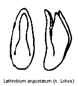 lathrobium_angustatum.gif