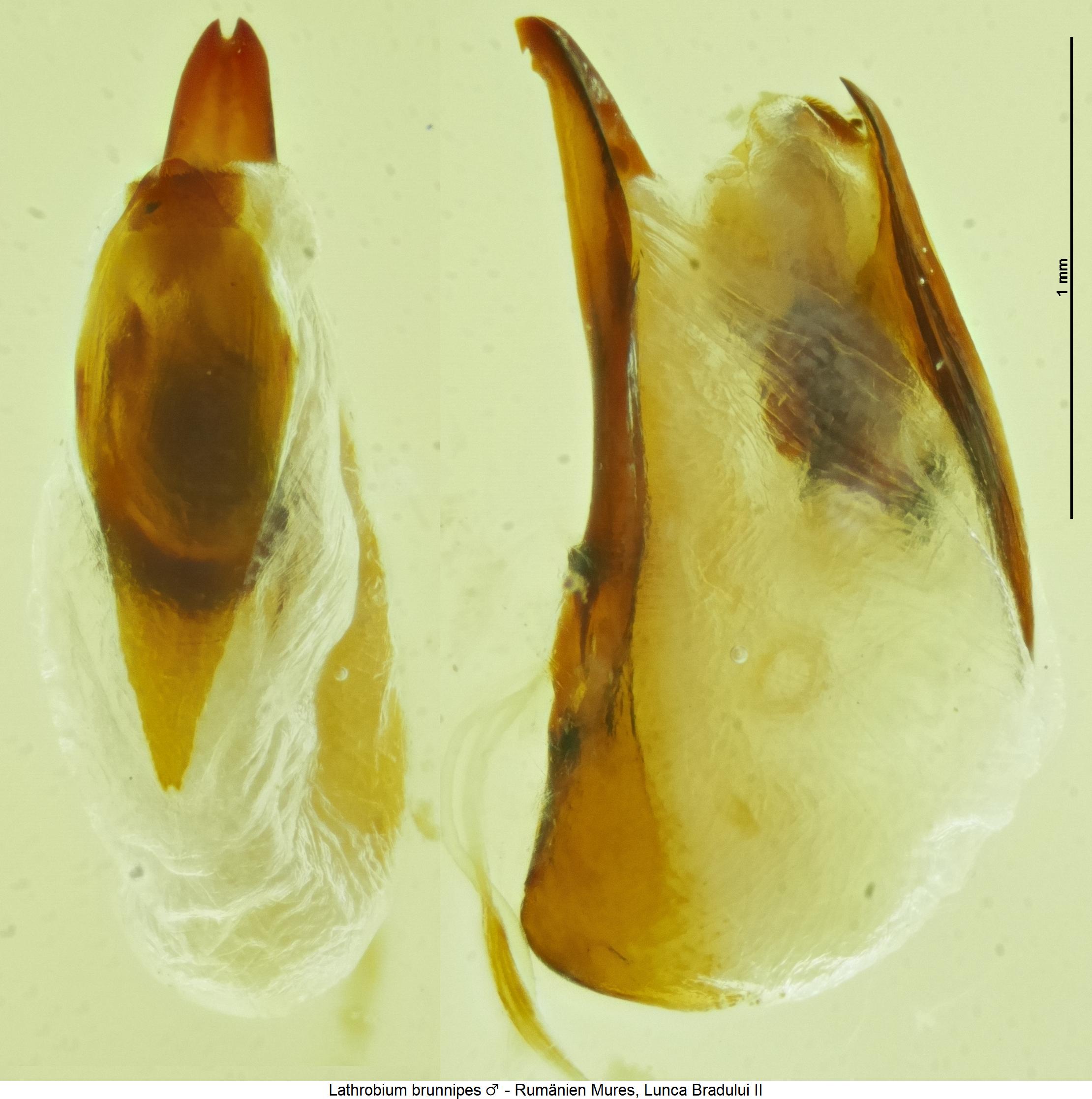 lathrobium_brunnipes.jpg