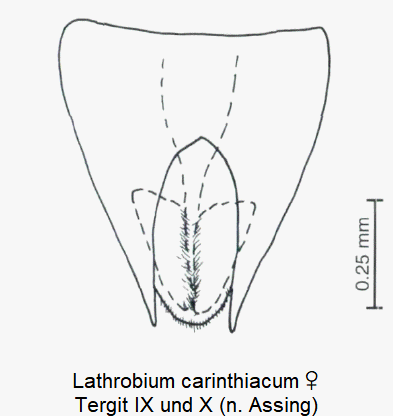 lathrobium_carinthiacum_w_ter.gif