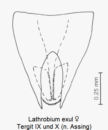 lathrobium_exul_w_ter.gif
