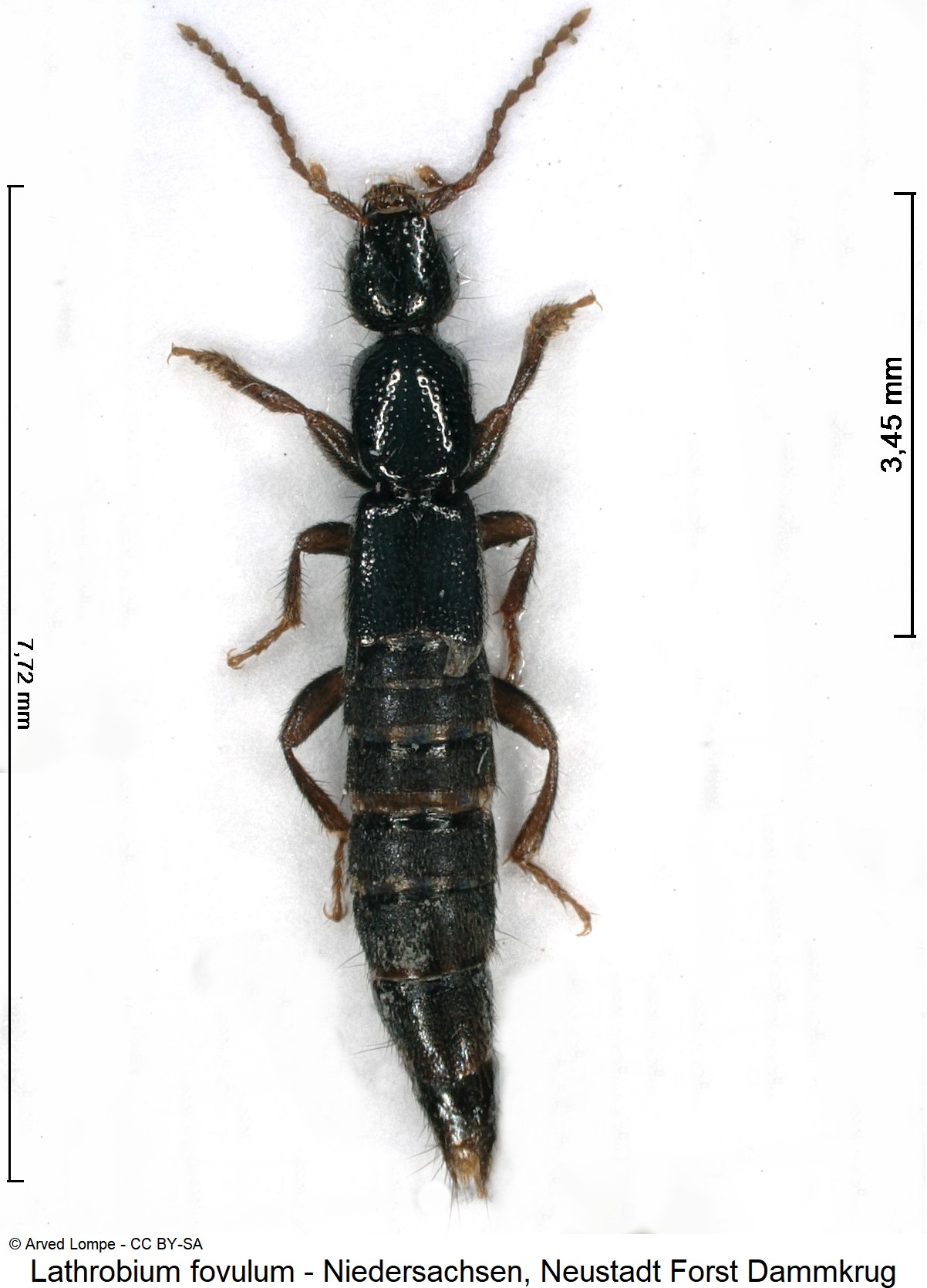 lathrobium_fovulum_ck31528480_hab.jpg
