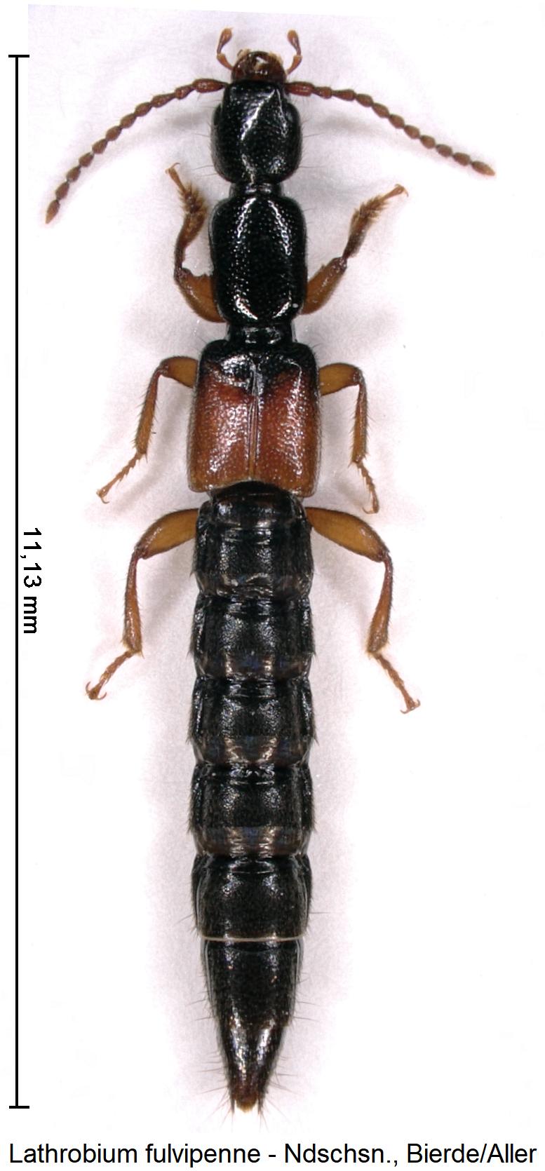 lathrobium_fulvipenne_hab.jpg