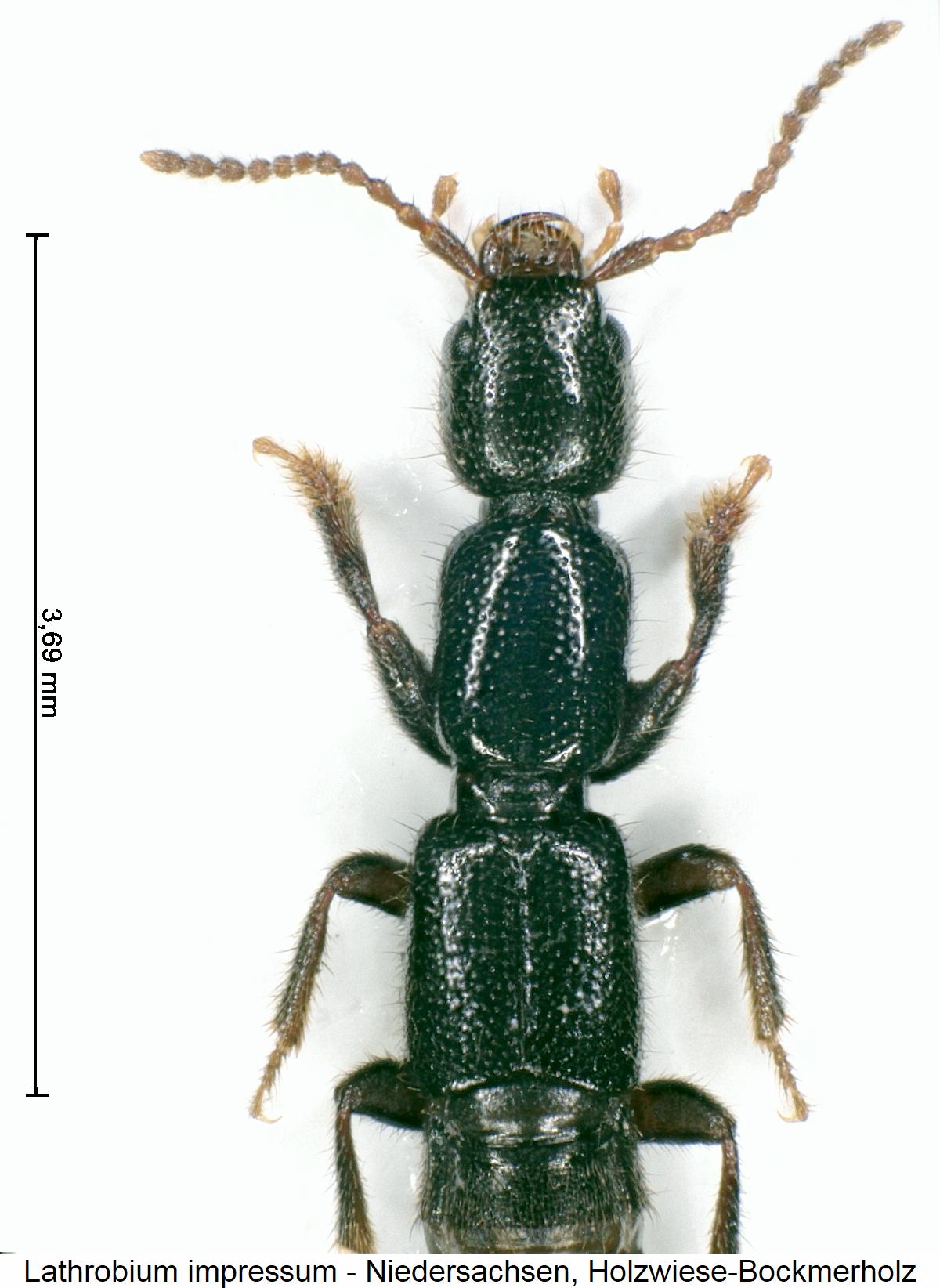 lathrobium_impressum_vk.jpg