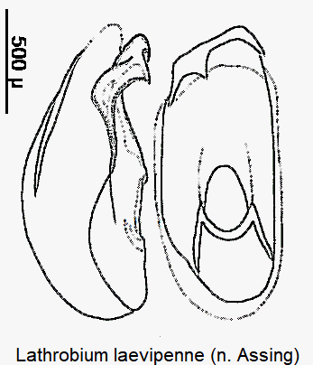 lathrobium_laevipenne1.gif