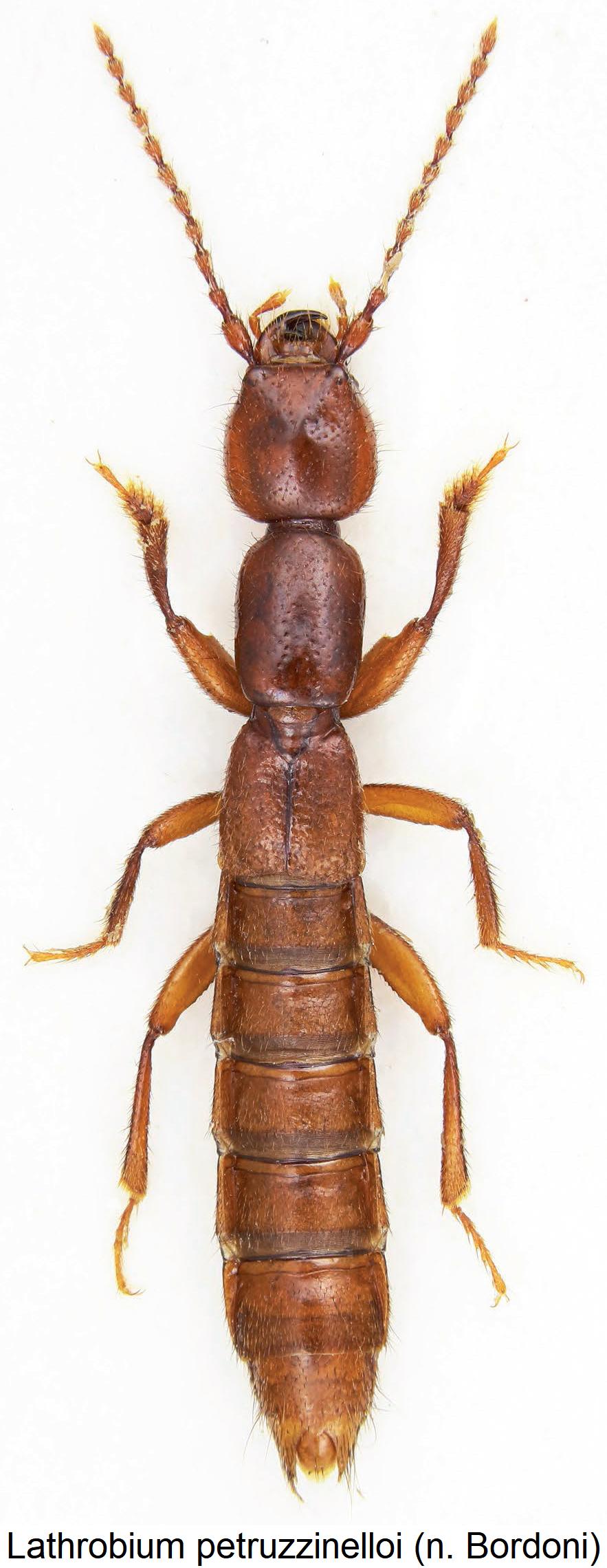 lathrobium_petruzzinelloi_hab.jpg