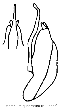lathrobium_quadratum.gif