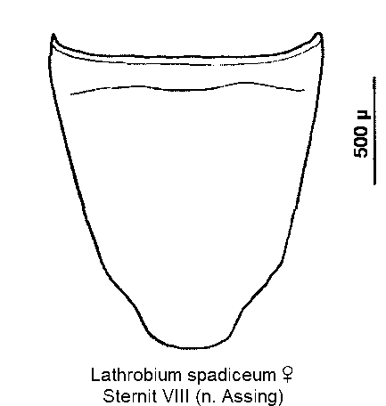lathrobium_spadiceum_w_ster8.gif