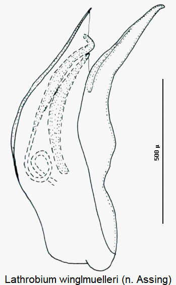 lathrobium_winglmuelleri.gif