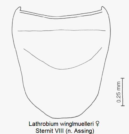 lathrobium_winglmuelleri_w_ster8.gif