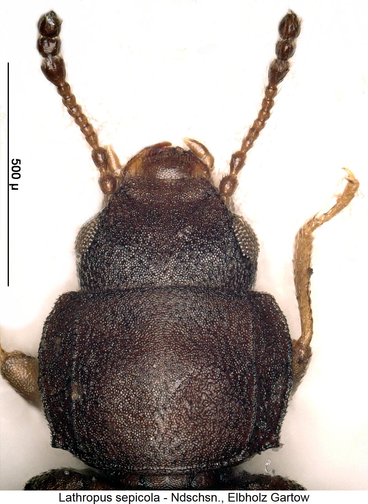 lathropus_sepicola_vk.jpg