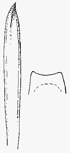 latridius_minutus.gif