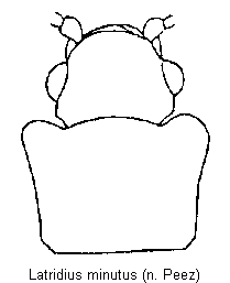 latridius_minutus_vk.gif