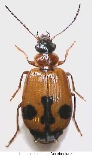lebia_trimaculata_hab.jpg