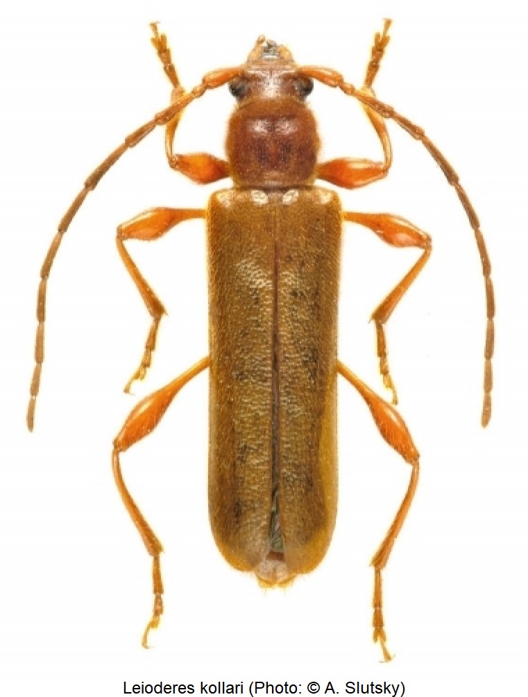 leioderes_kollari_hab.jpg
