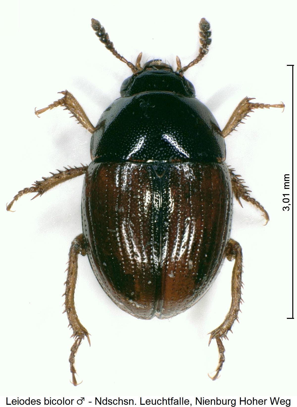 leiodes_bicolor_m_hab.jpg