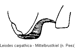 leiodes_carpathica_mbr.gif