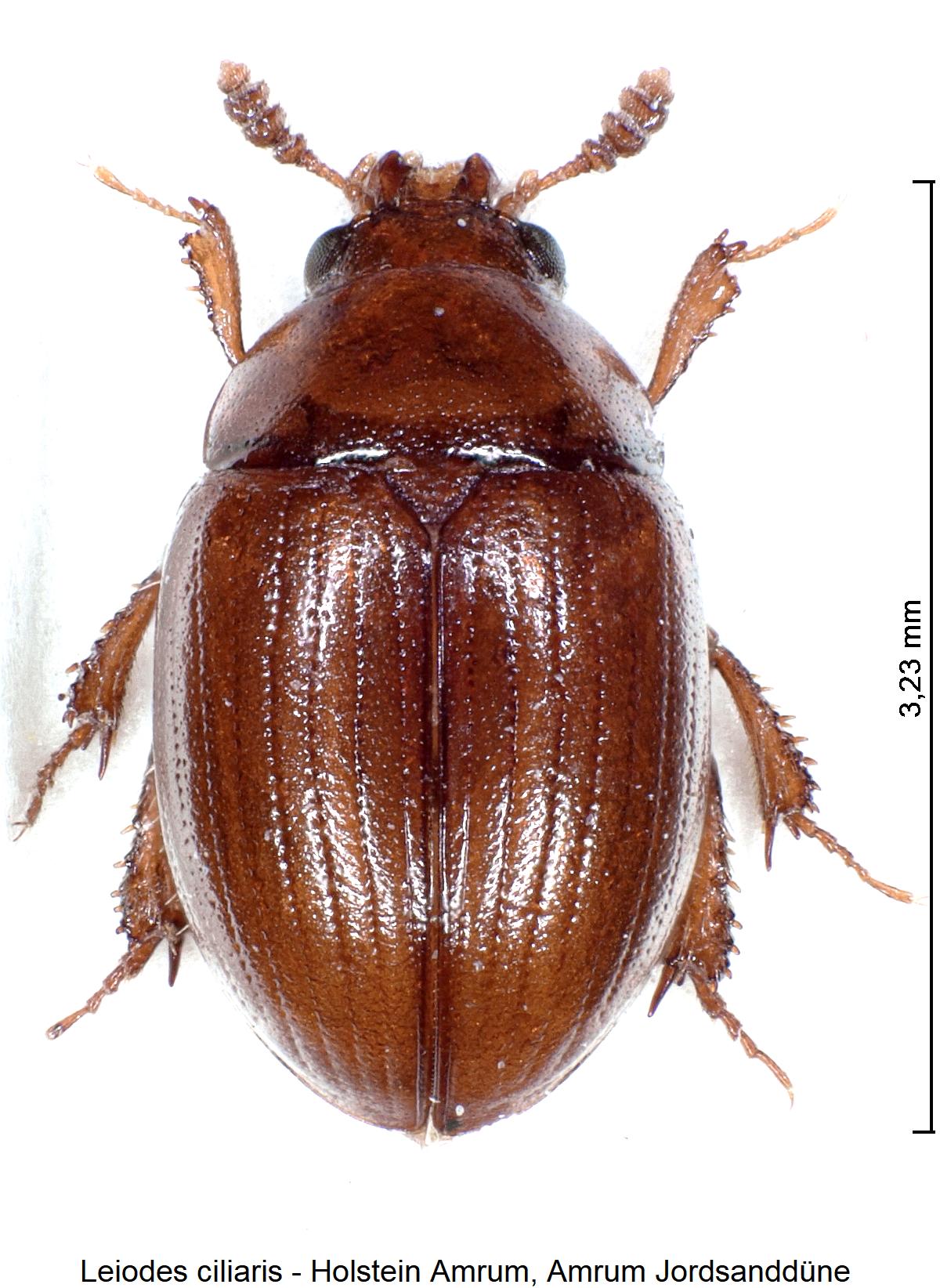leiodes_ciliaris_hab1.jpg