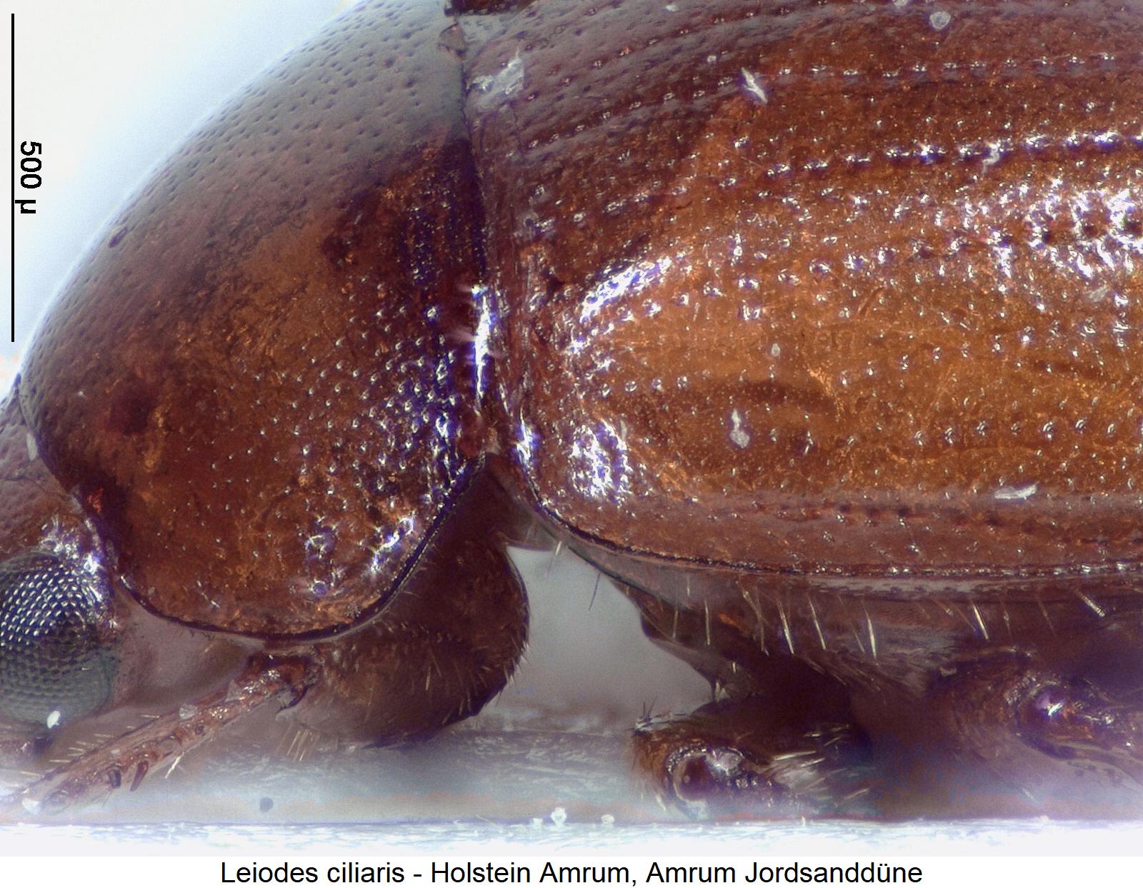 leiodes_ciliaris_sa.jpg