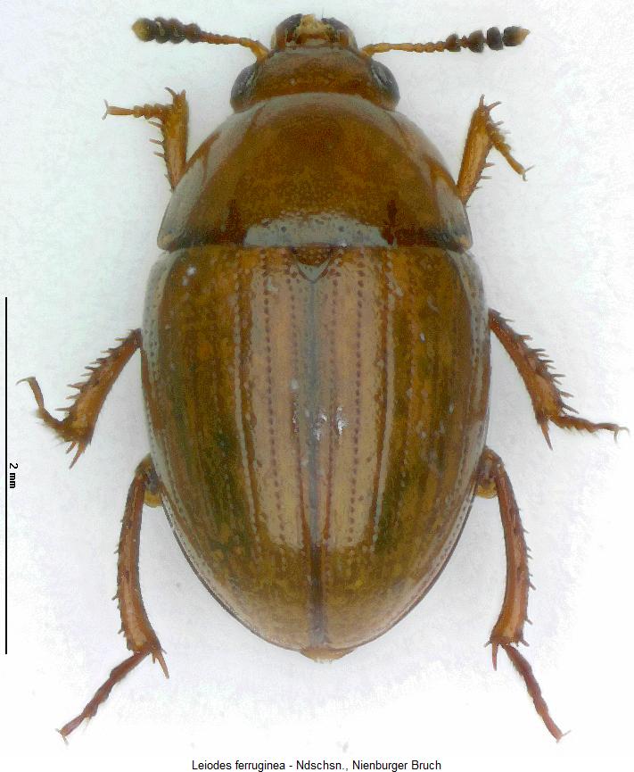 leiodes_ferruginea_hab.jpg