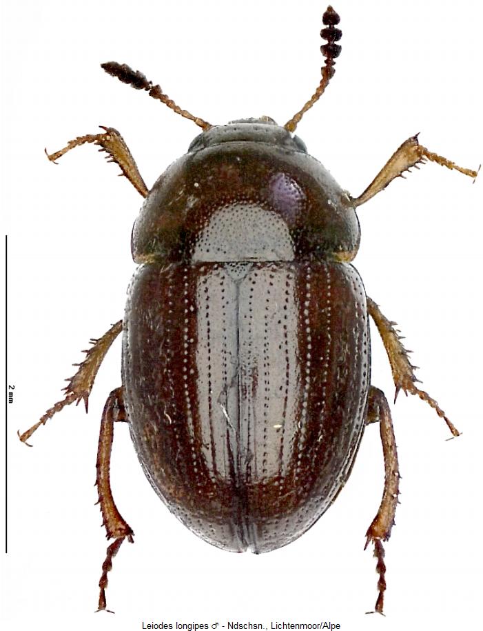 leiodes_longipes_hab.jpg