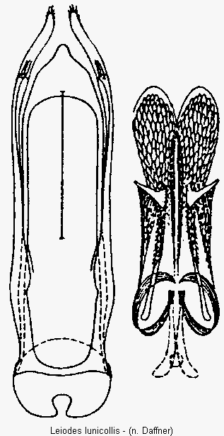 leiodes_lunicollis.gif