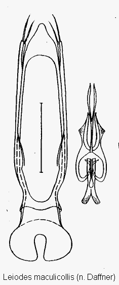 leiodes_maculicollis.gif
