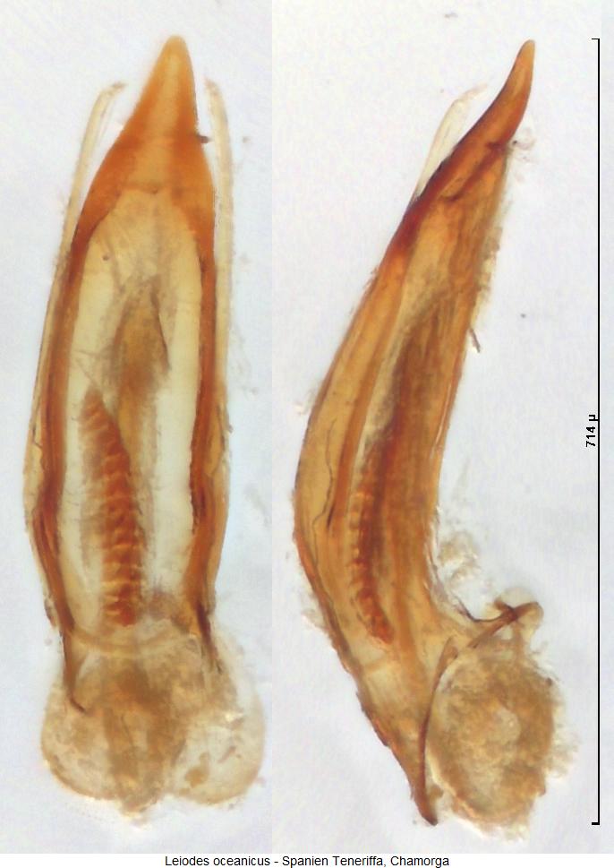 leiodes_oceanicus.jpg