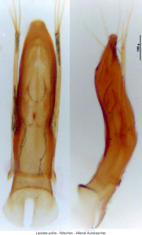 leiodes_polita2.jpg