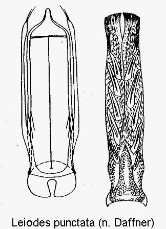 leiodes_punctata.gif