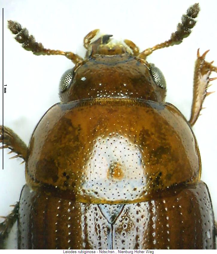 leiodes_rubiginosa_vk.jpg