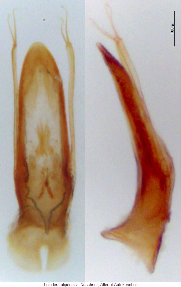 leiodes_rufipennis3.jpg