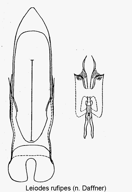 leiodes_rufipes.gif