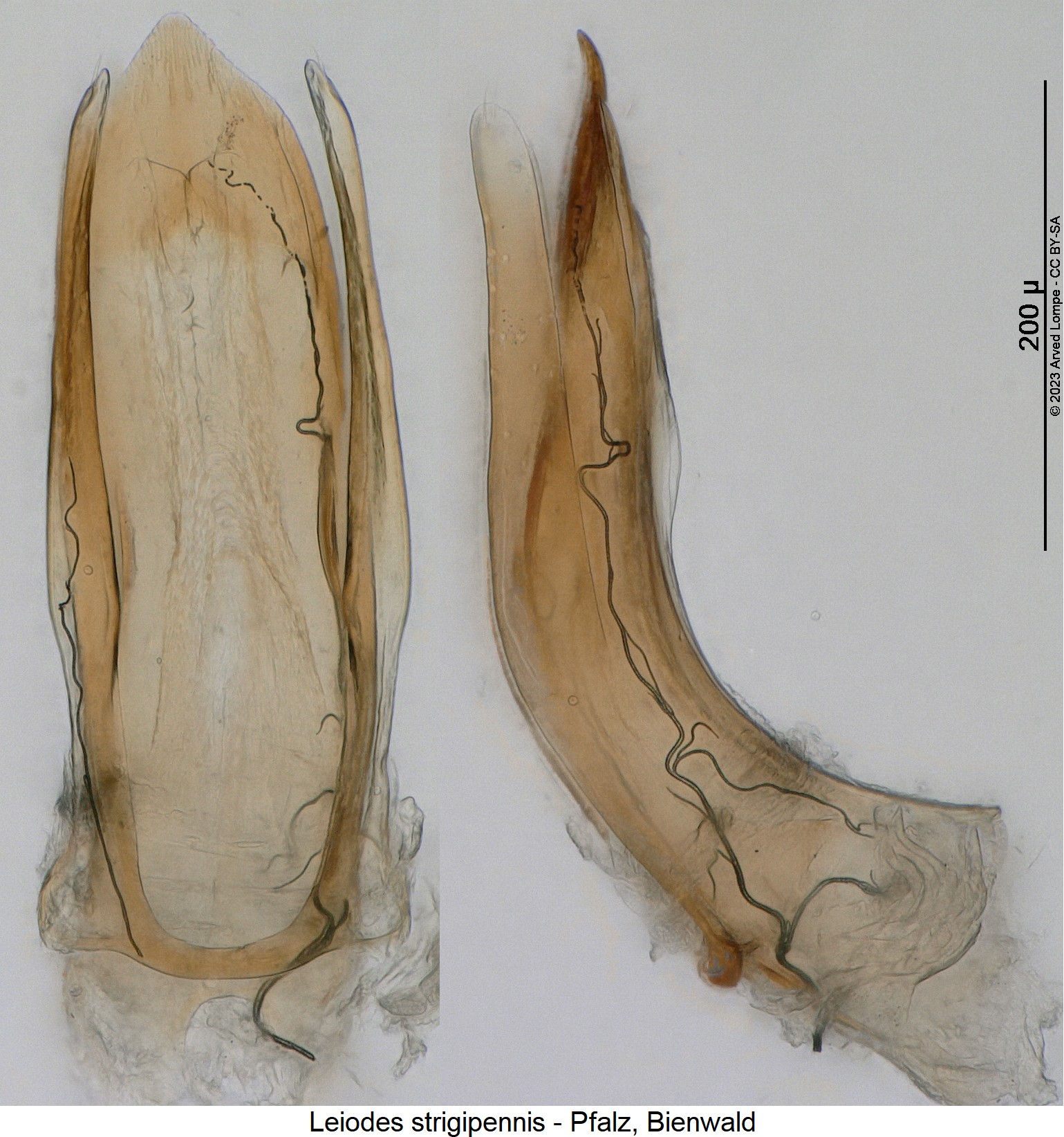 leiodes_strigipennis2.jpg