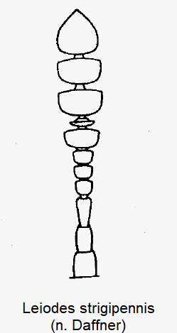 leiodes_strigipennis_f.gif