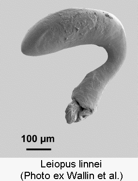 leiopus_linnei_sperm.gif