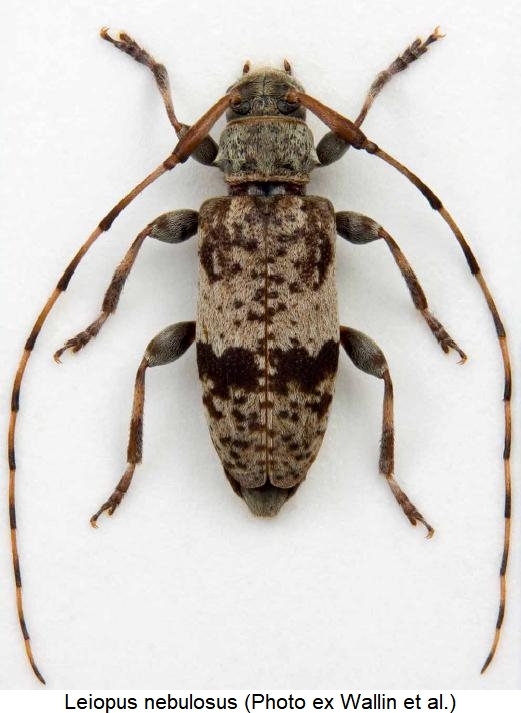 leiopus_nebulosus_hab.jpg