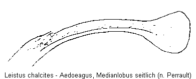 leistus_chalcites.gif