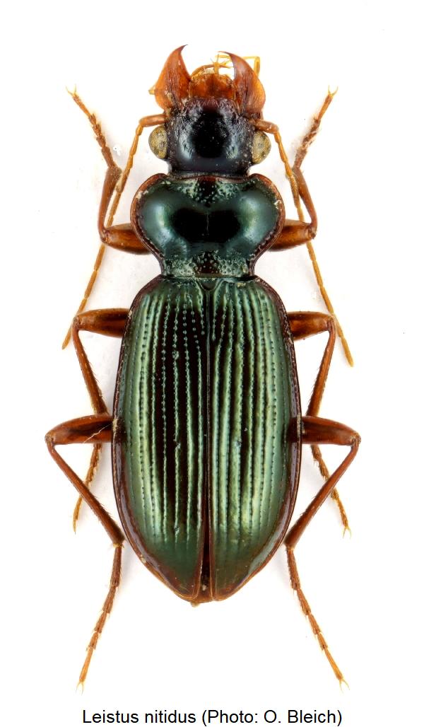 leistus_nitidus.jpg