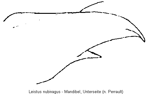 leistus_nubivagus_mandibel.gif