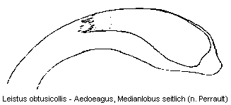 leistus_obtusicollis.gif