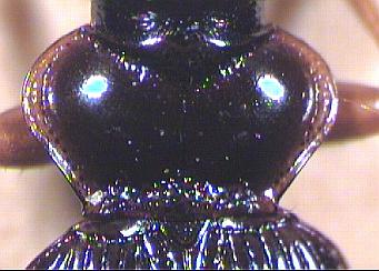 leistus_rufomarginatus_hsch.jpg