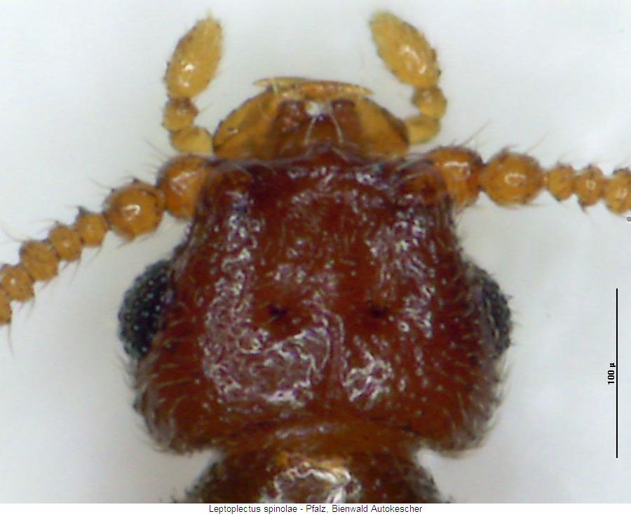 leptoplectus_spinolae_k.jpg
