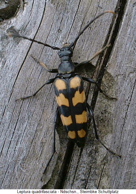leptura_quadrifasciata_hab.jpg