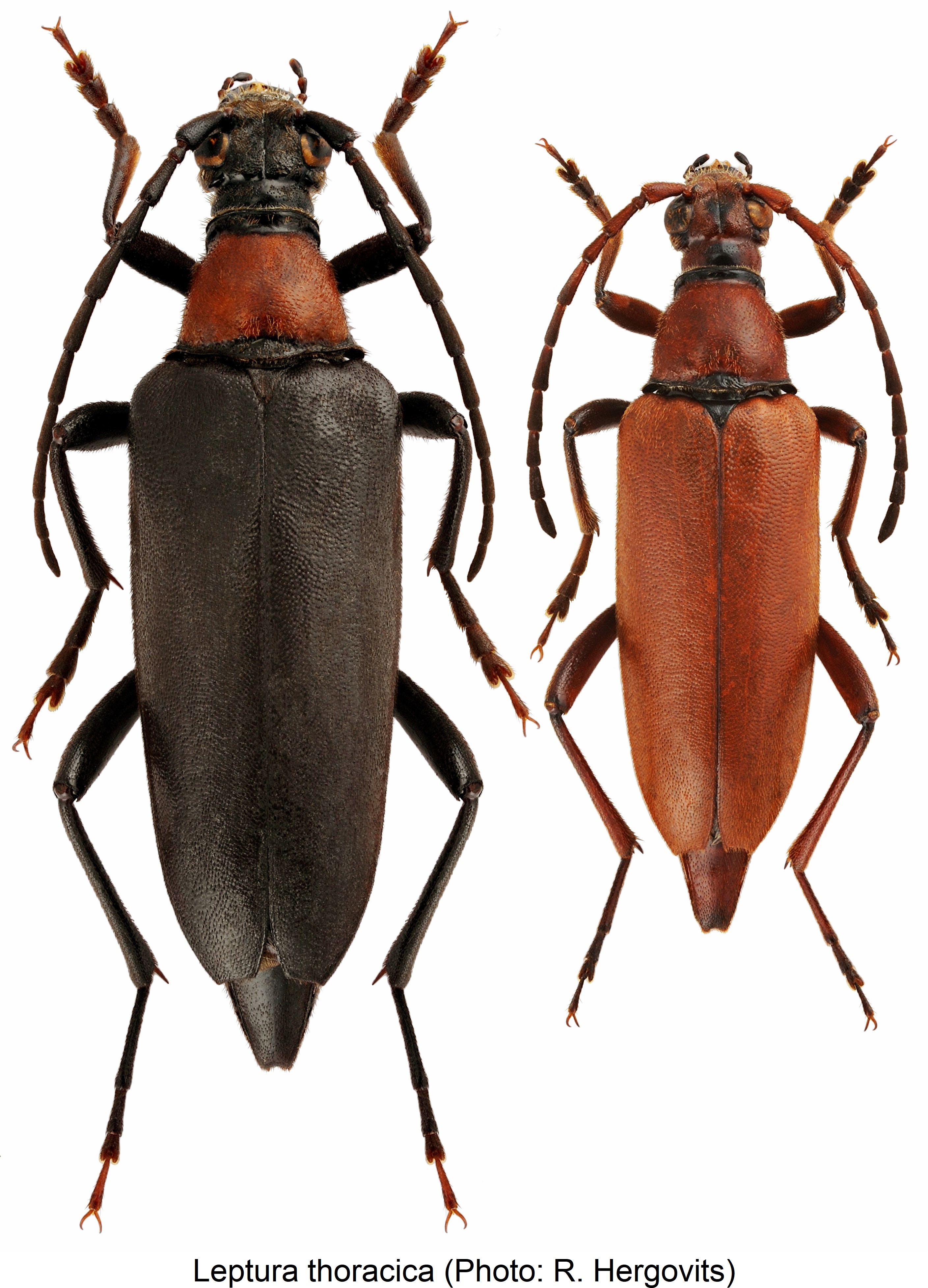 leptura_thoracica_hab.jpg