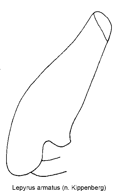 lepyrus_armatus_vschl.gif