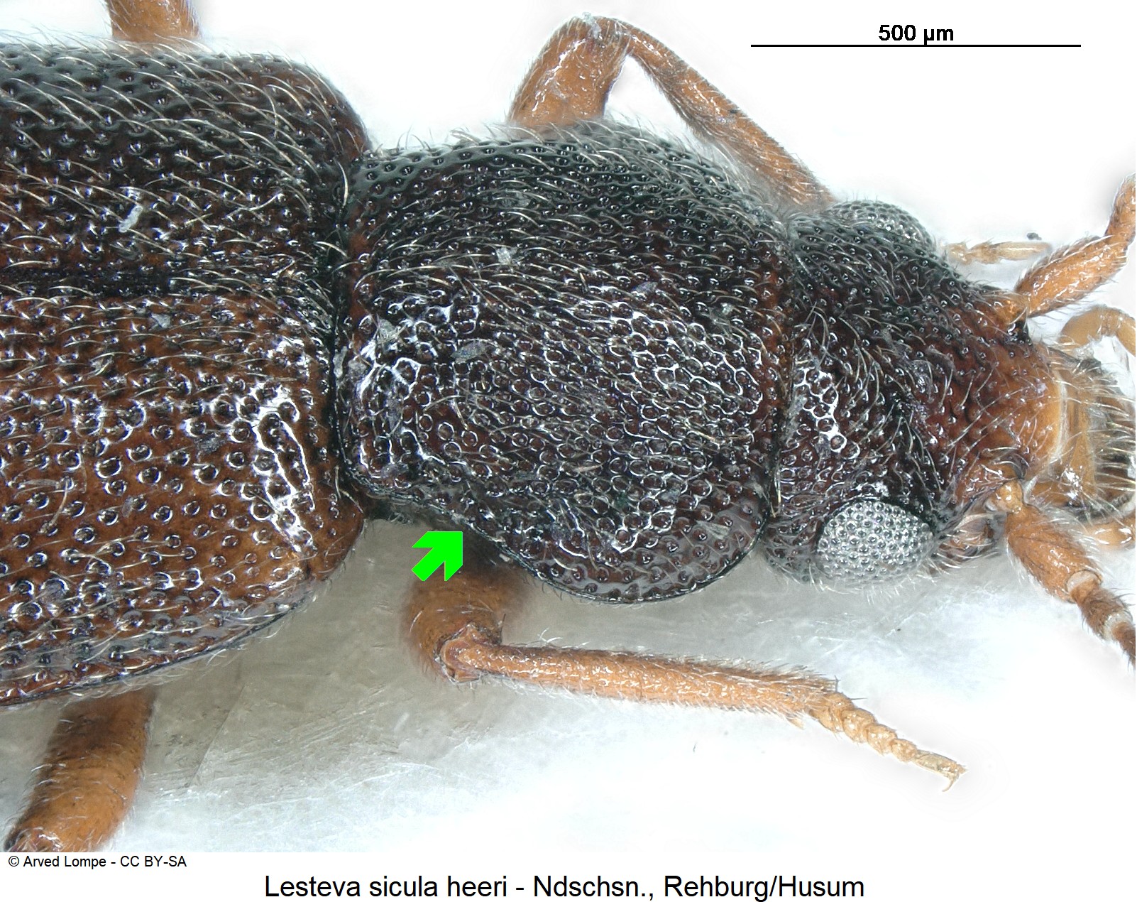 lesteva_heeri_ck18475_hsch_sa.jpg
