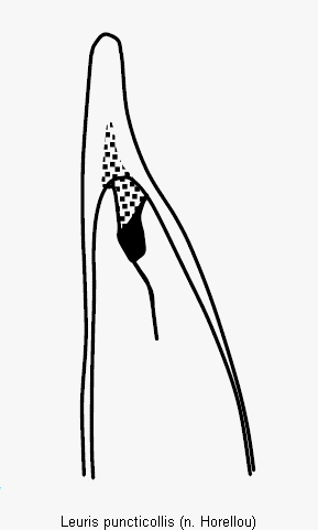 leuris_puncticollis.gif